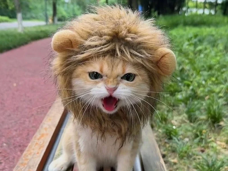 32+ ảnh meme mèo bựa siêu hài hước, đáng yêu nhất hành tinh