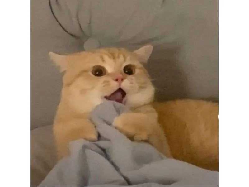 Tổng hợp meme mèo hài bựa, meme mèo cute cực dễ thương (2)