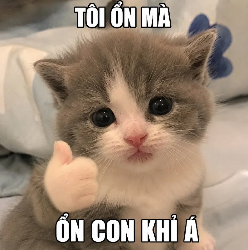 100+ Meme mèo con bựa, hài hước không thể tả được