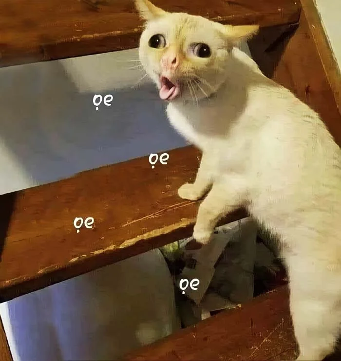 Tổng Hợp 1001+ Hình ảnh Meme Mèo Cực đáng Yêu Cho Các Sen (3)