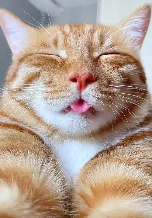 Top 160+ Ảnh Chế Meme Mèo Bựa cực hài lầy lội khiến dân mạng gọi là “trùm cà khịa”