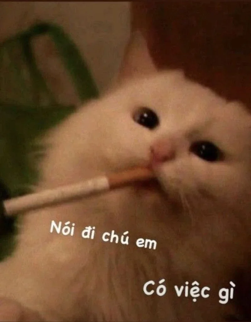 Ảnh meme bựa cực chất dành riêng để bình luận troll bạn bè