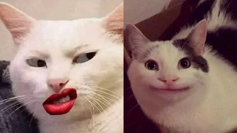 Top meme mèo biểu cảm khó chịu (4)