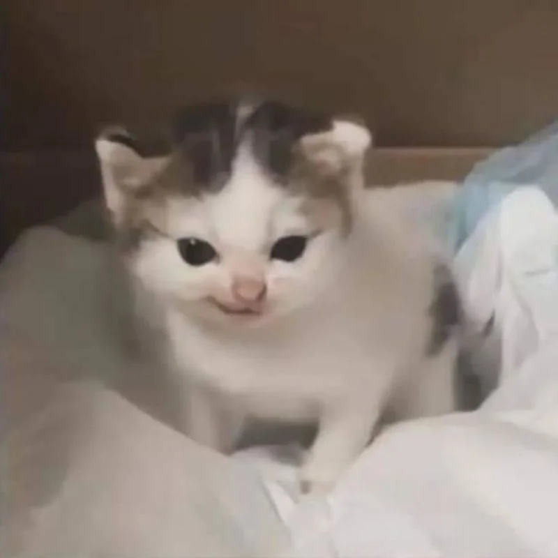 Tổng hợp ảnh meme mèo bựa cười rớt quai hàm dành cho gen Z