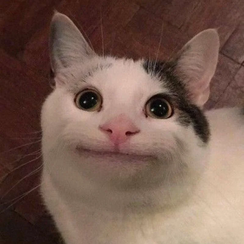 Tổng hợp ảnh meme mèo bựa cười rớt quai hàm dành cho gen Z (4)