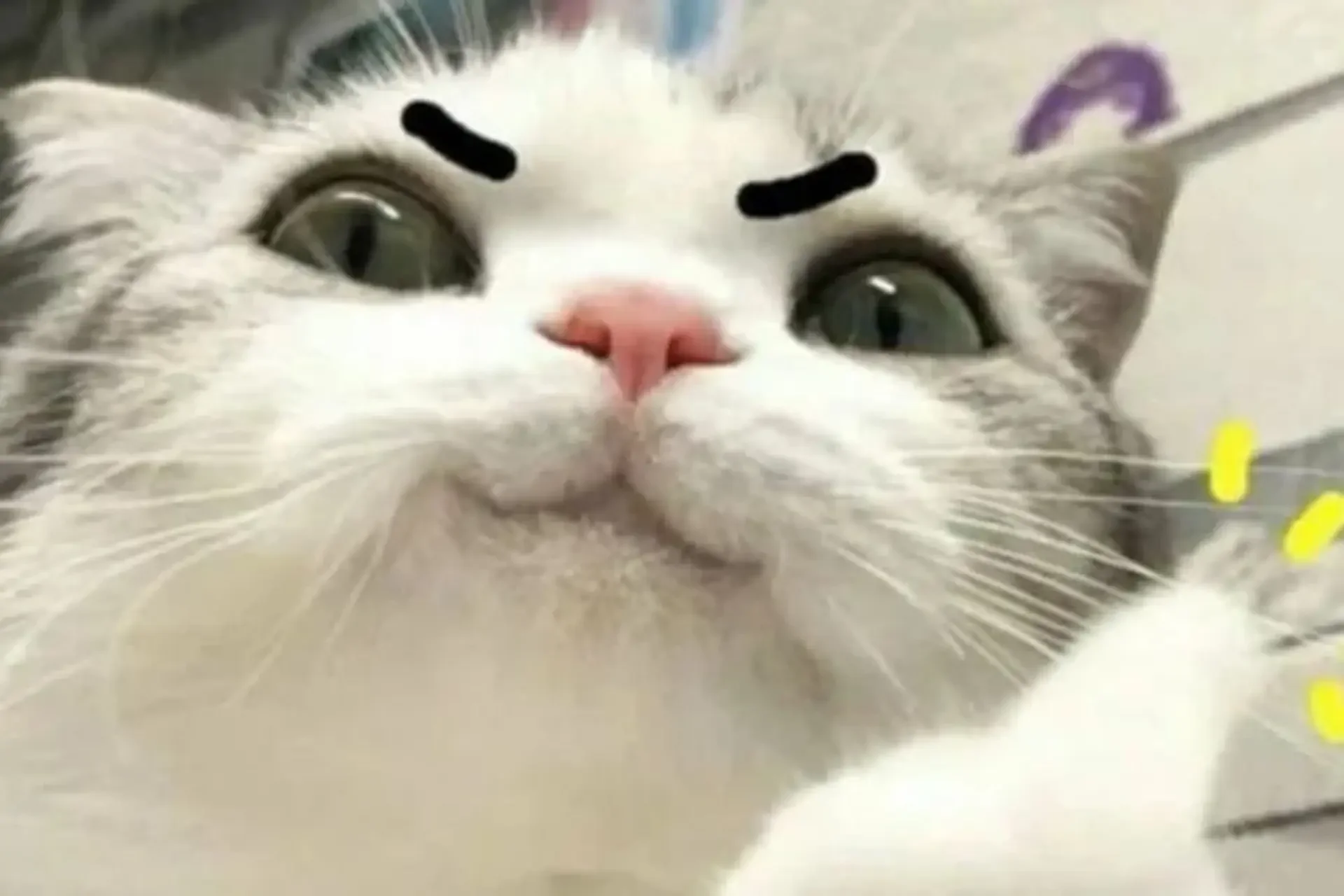 Meme mèo bựa: Tổng hợp bộ sưu tập meme mèo bựa siêu hài hước, cười ra