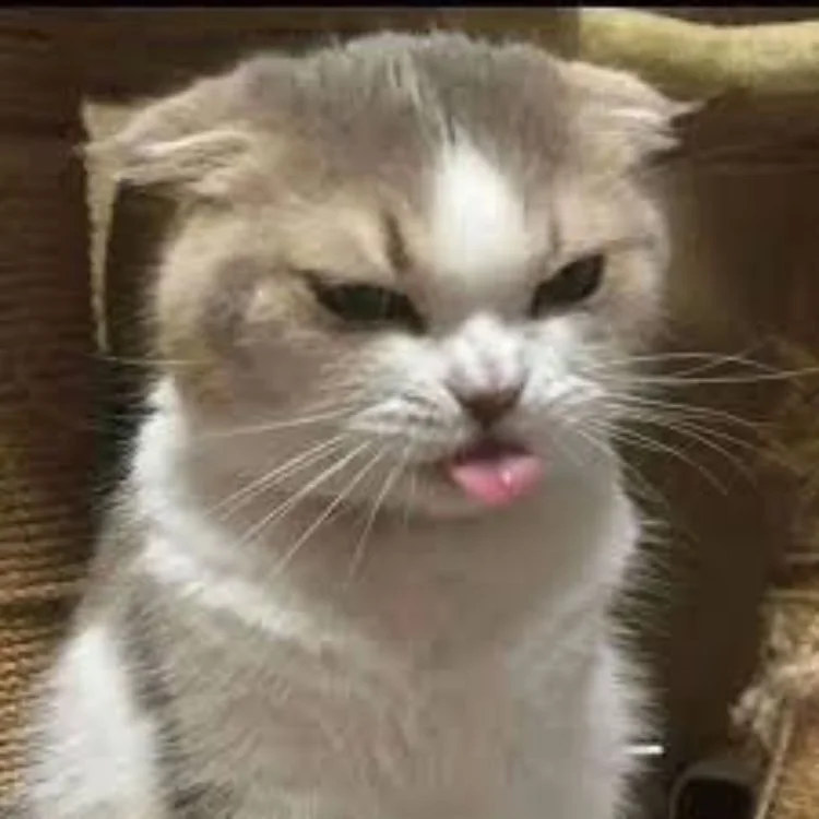 Meme mèo bựa dỗi (3)