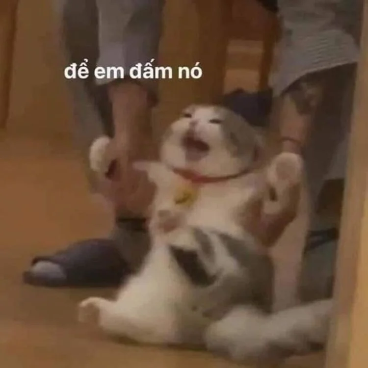 Meme mèo bựa dỗi