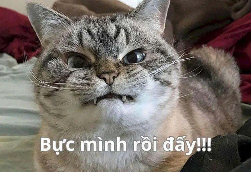 Meme mèo bựa: Tổng hợp bộ sưu tập meme mèo bựa siêu hài hước, cười ra nước mắt