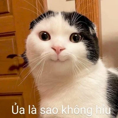 Top 101 ảnh meme mèo bựa hài hước, cute tải xuống miễn phí