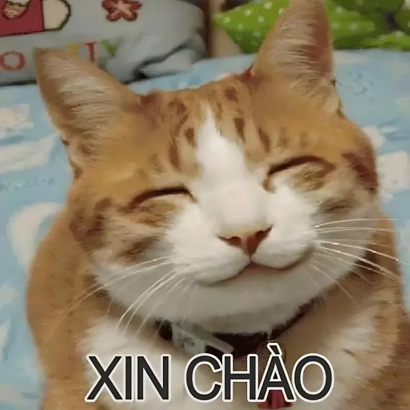 Tải ngay meme mèo hài hước để troll bạn bè cực vui