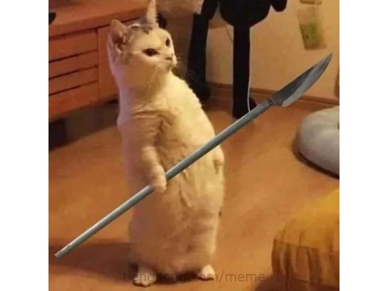Tổng hợp meme mèo hài bựa, meme mèo cute cực dễ thương (3)