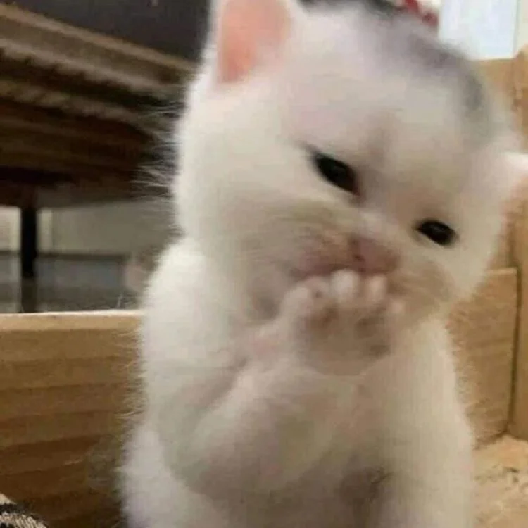 Meme mèo cười (2)