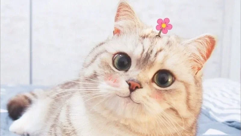 Tổng hợp 101+ ảnh meme mèo bựa, hài hước và đáng yêu