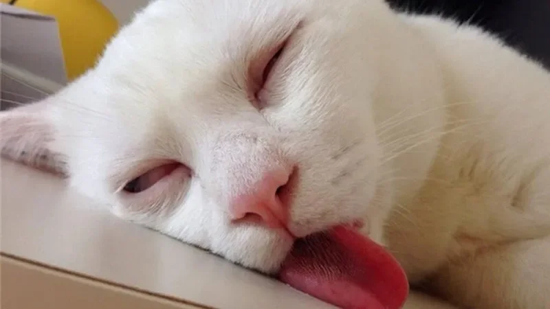 Tổng hợp meme mèo hài hước khiến bạn cười không ngớt