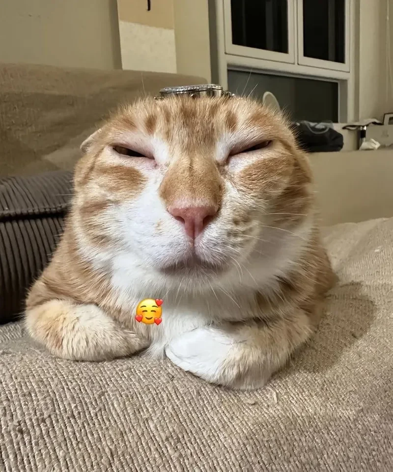 Điểm danh những meme mèo huyền thoại mà ai cũng biết