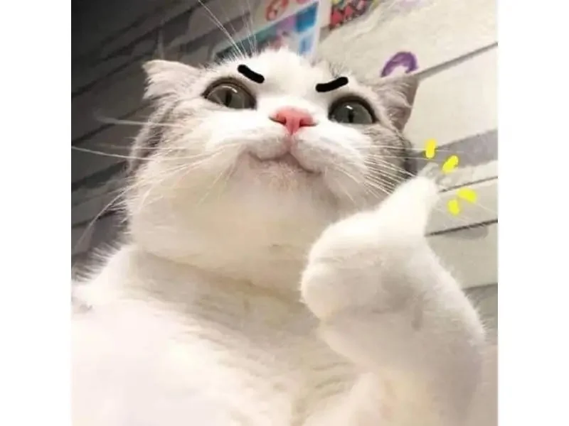 Meme mèo hài hước (2)