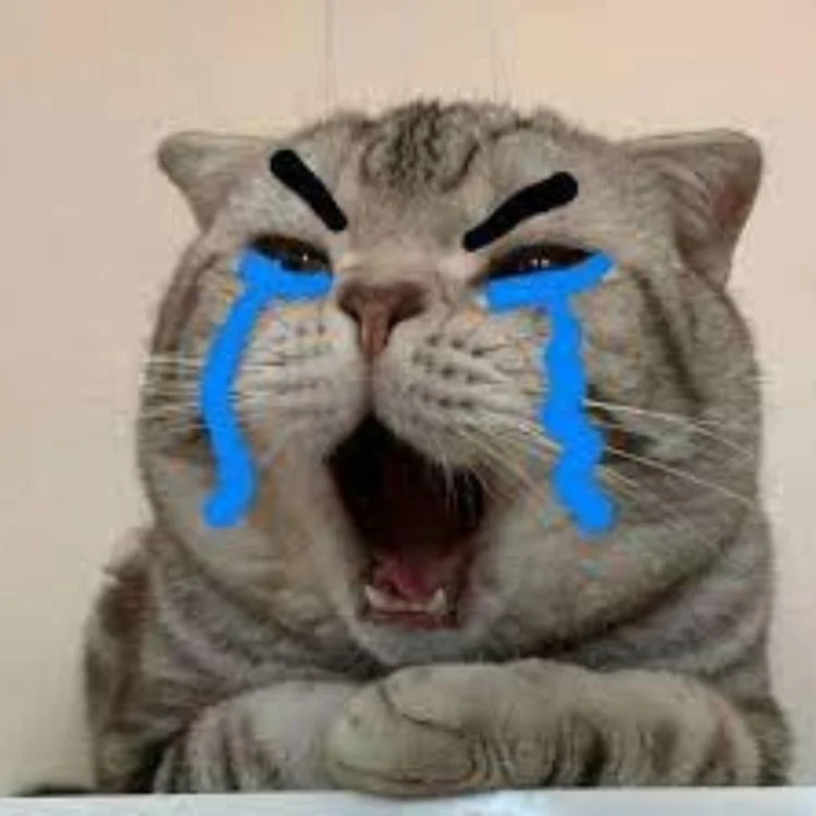 Meme mèo bựa khóc