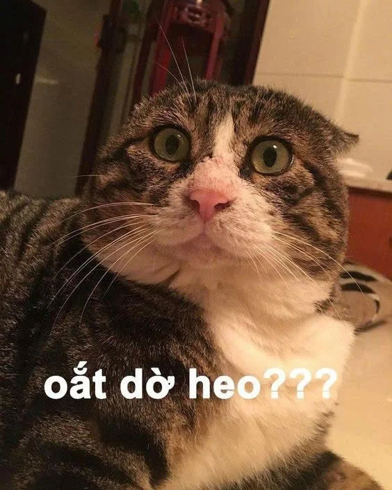 Meme mèo bựa: Tổng hợp bộ sưu tập meme mèo bựa siêu hài hước, cười ra nước mắt (2)