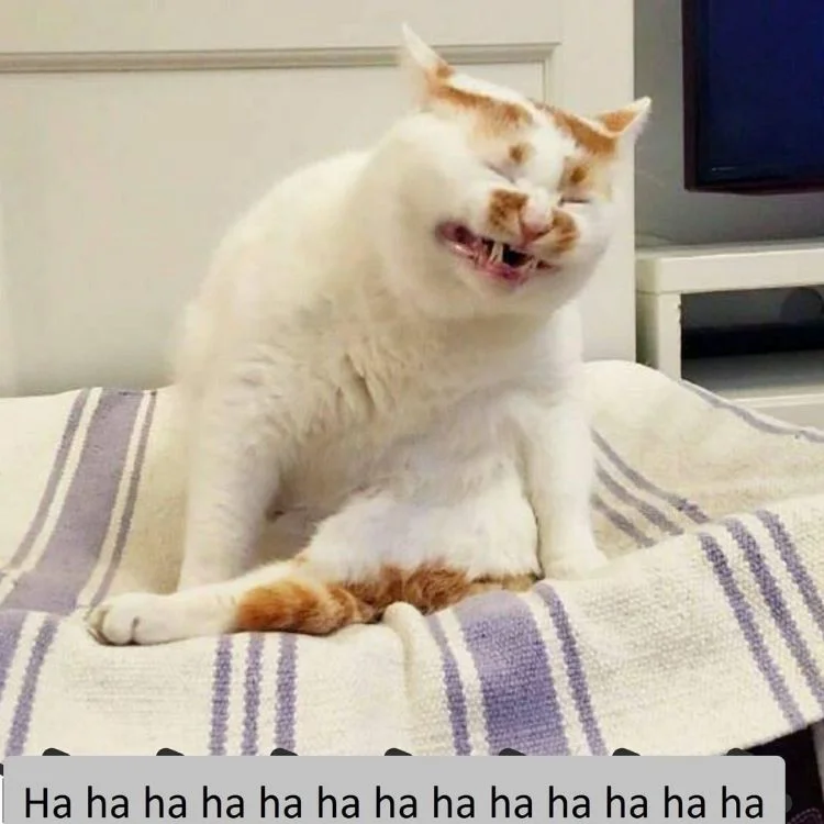 Meme mèo cười