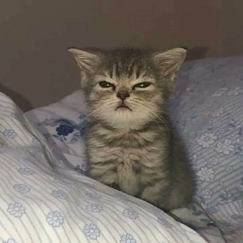 Tổng hợp ảnh meme mèo bựa cười rớt quai hàm dành cho gen Z (3)