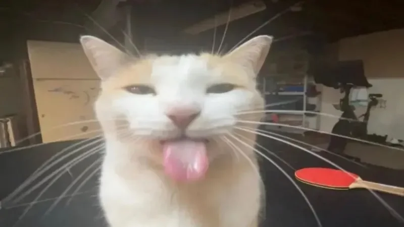 Tổng hợp 100+ meme mèo hài hước, cute, vui nhộn nhất 2024