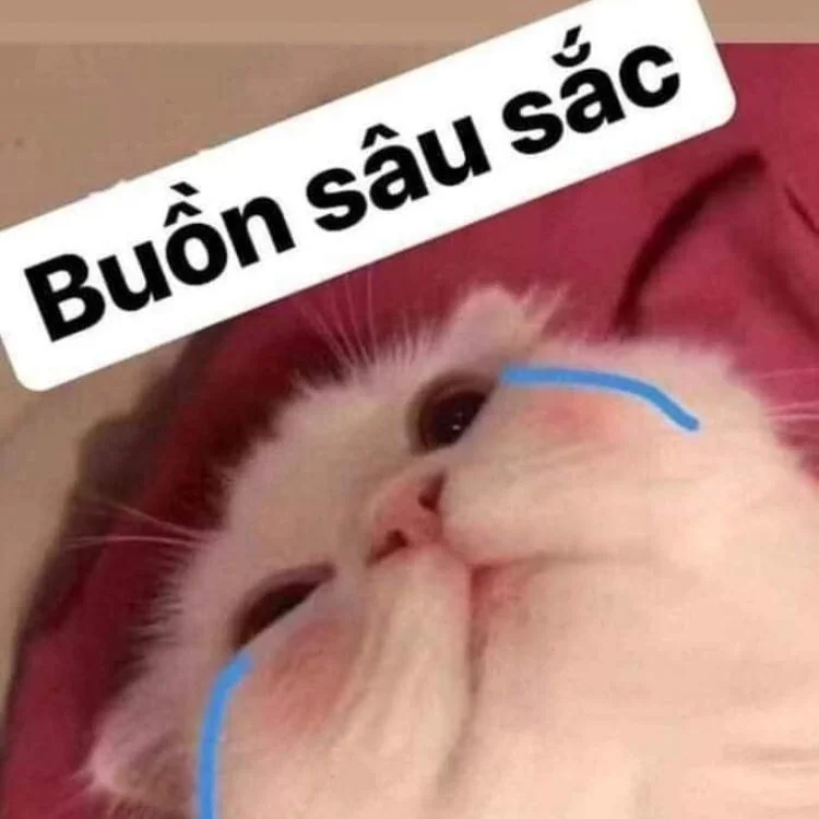 Meme mèo khóc (2)