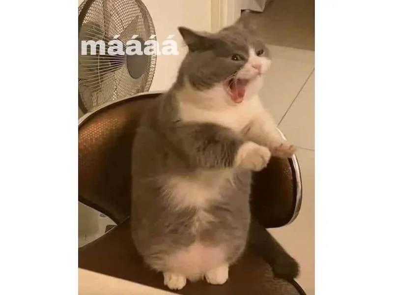 Meme mèo hài hước (3)