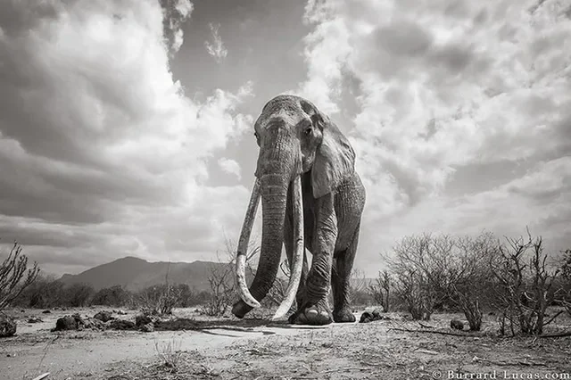 Những hình ảnh cuối cùng về “voi nữ hoàng” có đôi ngà khổng lồ ở Kenya (2)