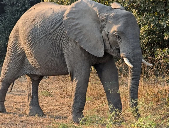Con voi châu Phi (Loxodonta africana), cận cảnh con vật đứng trên cánh đồng ở thảo nguyên