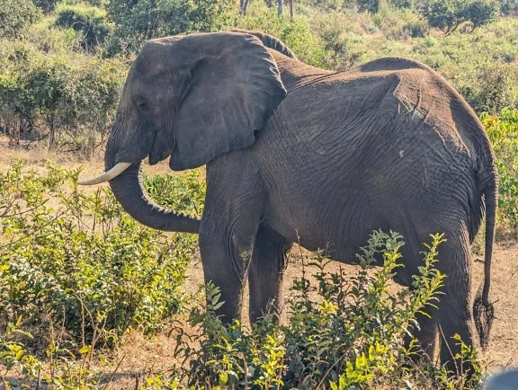 Voi bụi châu Phi (Loxodonta africana), động vật đứng trong khu vực có cây bụi, châu Phi cận Sahara