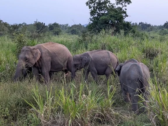 Voi Sri Lanka (Elephas maximus maximus), một phân loài của voi châu Á, ba con voi trong môi trường sống tự nhiên đầy cỏ