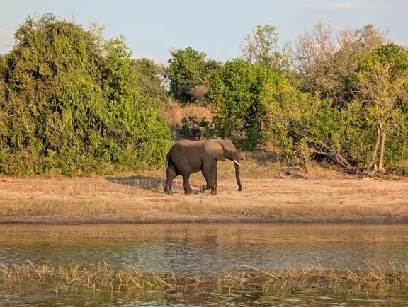 Voi châu Phi (Loxodonta africana), động vật đi dạo gần nước, công viên tự nhiên ở châu Phi cận Sahara