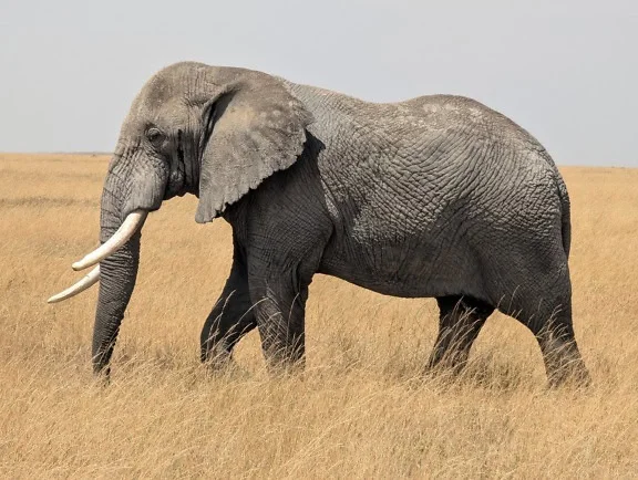 Voi châu Phi (Loxodonta africana), một con voi châu Phi đực trưởng thành lớn ở thảo nguyên, một loài động vật tuyệt vời với ngà lớn trong môi trường sống tự