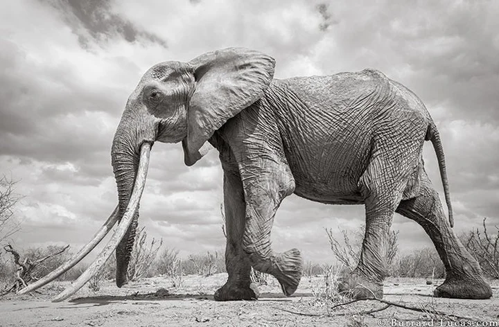 Những hình ảnh cuối cùng về “voi nữ hoàng” có đôi ngà khổng lồ ở Kenya