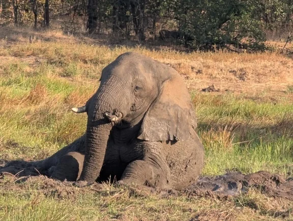 Voi châu Phi (Loxodonta africana), động vật nghỉ ngơi trong hố bùn để làm mát và bảo vệ da khỏi ánh nắng mặt trời
