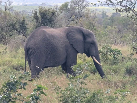 Voi xavan châu Phi (Loxodonta africana), một loài động vật hoang dã ở vùng cỏ, công viên safari, Nam Phi