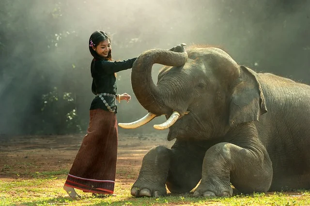50000+ Con Voi & ảnh Thiên Nhiên miễn phí - Pixabay (2)