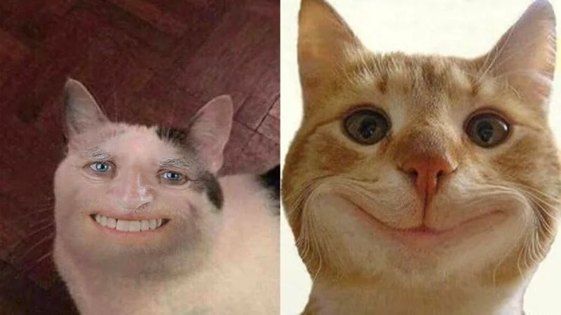 Meme hai chú mèo với biểu cảm gương mặt hài hước