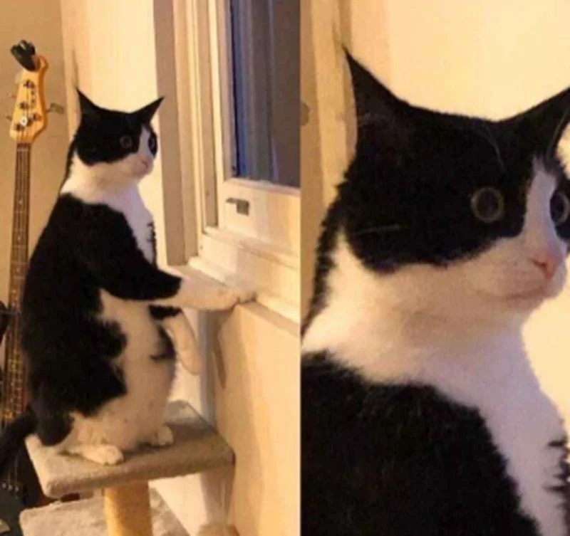 Meme động vật (3)