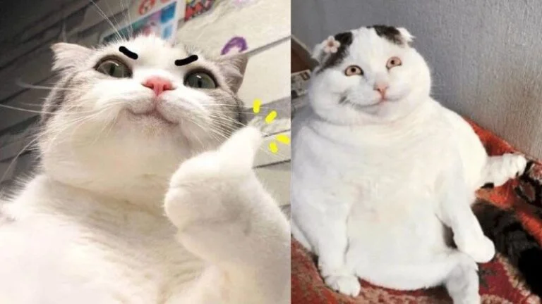 Ảnh meme hài ghép hai chú mèo với biểu cảm cau có và ngơ ngác đáng yêu