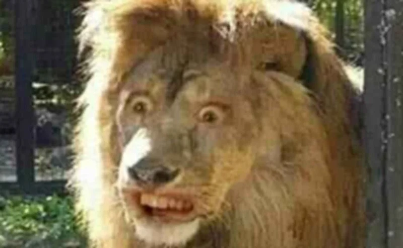 Meme động vật (5)