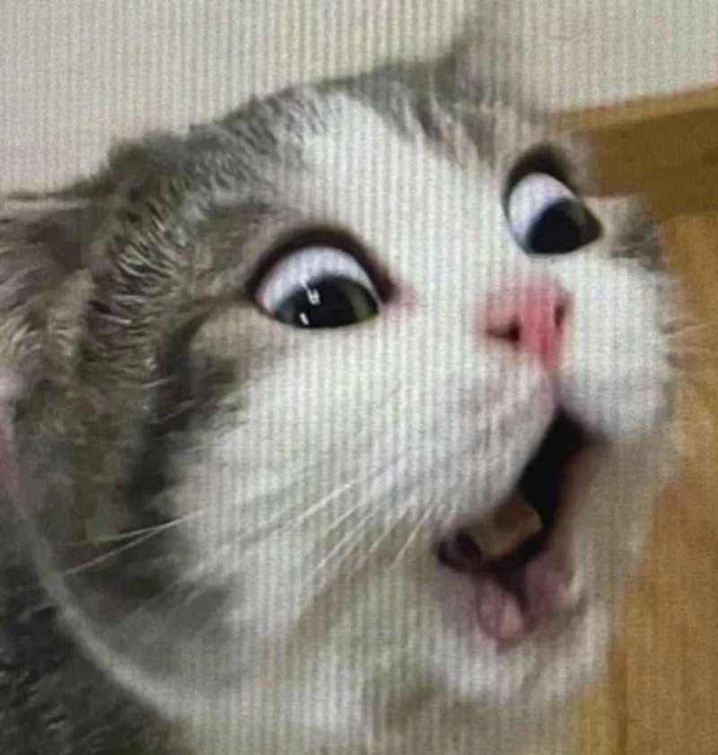 Meme động vật (2)