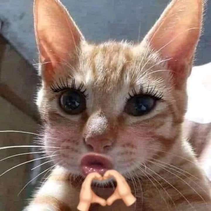 Ảnh meme hài chú mèo mắt long lanh với hàng mi cong và biểu cảm ngộ nghĩnh