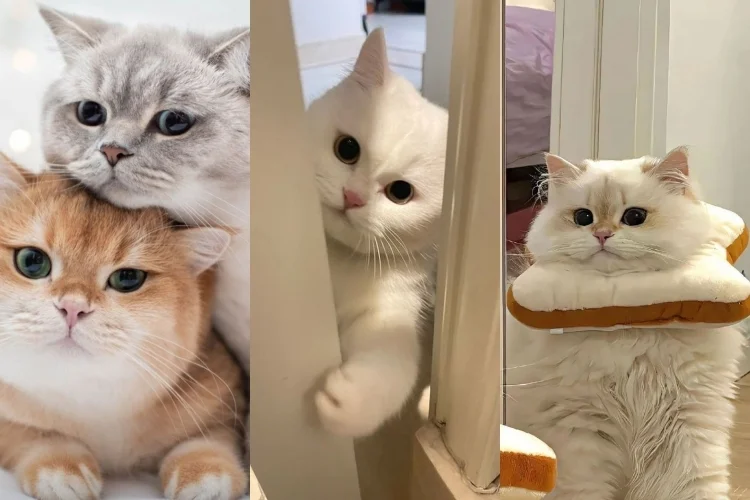 50+ hình nền mèo cute cực chất trang trí điện thoại, máy tính
